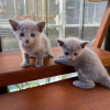 Photo №1. russian blue - for sale in the city of Helsinki | 370$ | Announcement № 120155