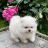 Photo №2 to announcement № 120165 for the sale of pomeranian - buy in Germany private announcement