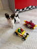 Photo №4. I will sell papillon dog in the city of Riga. private announcement - price - 264$