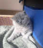 Photo №1. british shorthair - for sale in the city of Berlin | 300$ | Announcement № 89819