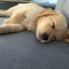 Photo №1. golden retriever - for sale in the city of Афины | 350$ | Announcement № 123406