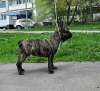 Photo №3. French Bulldog (RKF / FCI) - reverse brindle for show (79959037777). Russian Federation