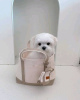Photo №1. maltese dog - for sale in the city of Texas City | negotiated | Announcement № 99276