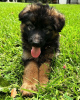 Photo №3. Healthy cute adorable German shepherds pups available now for sell. Germany