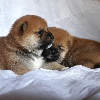 Additional photos: Shiba Inu puppies from RKF/FCI/NIPPO kennel