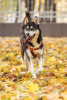 Photo №1. siberian husky - for sale in the city of Москва | Is free | Announcement № 123982