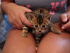 Photo №2 to announcement № 63757 for the sale of bengal cat - buy in Germany private announcement, from nursery