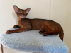 Photo №4. I will sell abyssinian cat in the city of Minsk. from nursery - price - 830$