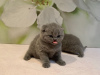 Additional photos: Scottish Fold kittens for adoption around Germany