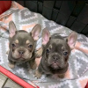 Photo №3. Cute french bulldog pup's Viber 306994821087. Finland