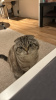 Photo №2. Mating service scottish fold. Price - negotiated