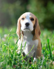 Photo №4. I will sell beagle in the city of Quierschied. private announcement - price - 423$