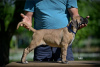 Photo №3. Cane Corso puppies. Serbia