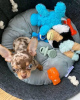 Photo №1. chihuahua - for sale in the city of Columbus | 250$ | Announcement № 124470