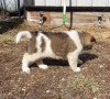 Photo №3. Akita puppies ready for a good home. Germany