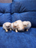 Photo №3. Selling Persian kittens of the Extreme type. Color Cream Point. 3 boys and 1. Ukraine