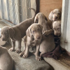 Photo №1. weimaraner - for sale in the city of Munich | Is free | Announcement № 110874