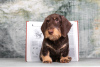 Additional photos: Wirehaired dachshund - dachshund puppies, kennel