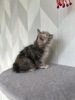 Additional photos: Kurilian bobtail kittens