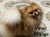 Photo №4. I will sell pomeranian in the city of Berlin. private announcement, breeder - price - negotiated