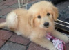 Photo №1. golden retriever - for sale in the city of Creglingen | 370$ | Announcement № 119040