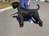 Photo №2 to announcement № 105554 for the sale of giant schnauzer - buy in Belarus from nursery