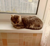 Photo №3. Affectionate girl-kitten Kimberly is looking for a home.. Russian Federation