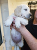 Photo №1. golden retriever - for sale in the city of Munich | 423$ | Announcement № 94928