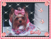 Photo №4. I will sell yorkshire terrier in the city of Krakow. breeder - price - 1479$