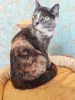 Additional photos: Little cute tricolor cat Shunya is looking for a home!