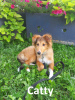 Photo №2 to announcement № 113895 for the sale of shetland sheepdog - buy in Estonia from nursery