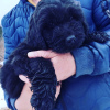 Photo №2 to announcement № 15682 for the sale of  - buy in Russian Federation private announcement, breeder