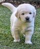 Photo №3. Healthy cute goldenretriever puppies puppies available now for sale. New Zealand