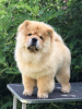 Additional photos: Chow Chow, wonderful puppies