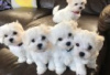 Photo №2 to announcement № 126957 for the sale of maltese dog - buy in Germany private announcement