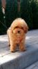 Photo №3. Toy poodle girls and boys. Lithuania