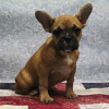 Photo №2 to announcement № 8343 for the sale of french bulldog - buy in Russian Federation breeder