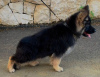 Photo №1. german shepherd - for sale in the city of Savonlinna | negotiated | Announcement № 41576