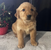 Photo №4. I will sell golden retriever in the city of Mainz. private announcement, from nursery, from the shelter, breeder - price - 528$