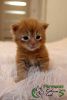 Photo №4. I will sell maine coon in the city of St. Petersburg. private announcement, from nursery, breeder - price - 722$