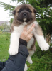 Photo №2 to announcement № 7940 for the sale of american akita - buy in Russian Federation from nursery, breeder