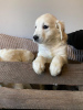 Photo №1. golden retriever - for sale in the city of Berlin | negotiated | Announcement № 30190