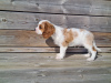 Photo №3. Boys Cavalier king charles spaniel. Norway