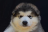 Photo №4. I will sell alaskan malamute in the city of Šid.  - price - negotiated