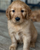 Photo №2 to announcement № 110037 for the sale of golden retriever - buy in Germany breeder