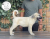 Photo №2 to announcement № 115574 for the sale of anatolian shepherd - buy in Serbia breeder