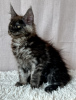 Photo №1. maine coon - for sale in the city of Lublin | 1057$ | Announcement № 118442