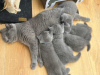 Photo №2 to announcement № 125008 for the sale of british shorthair - buy in United States breeder