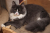 Photo №3. Fluffy, affectionate Lesya is looking for a home!. Russian Federation