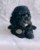 Photo №3. TOY POODLE. United States